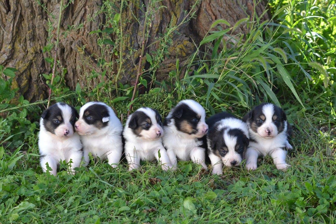 TAGA Ranch Australian Shepherd dog Iowa holistic breeder faith based sanctuary