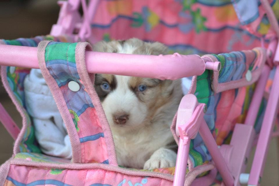 TAGA Ranch Australian Shepherd puppy red merle blue eyes Iowa faith based sanctuary