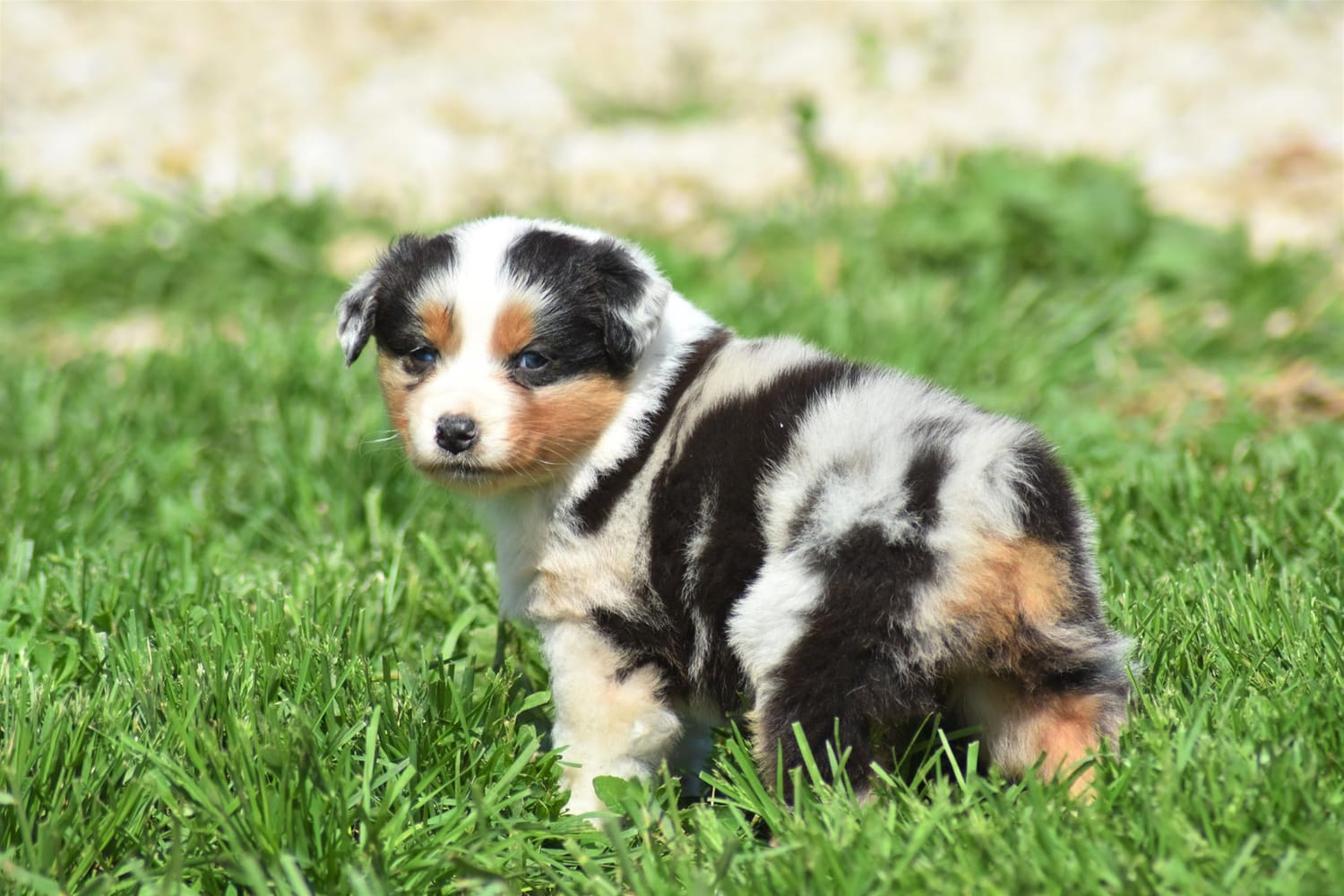 TAGA Ranch blue merle Australian Shepherd puppy Iowa AKC Breeder of Merit holistic breeder