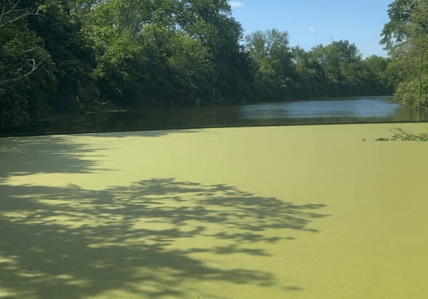Duck Weed Overhaul