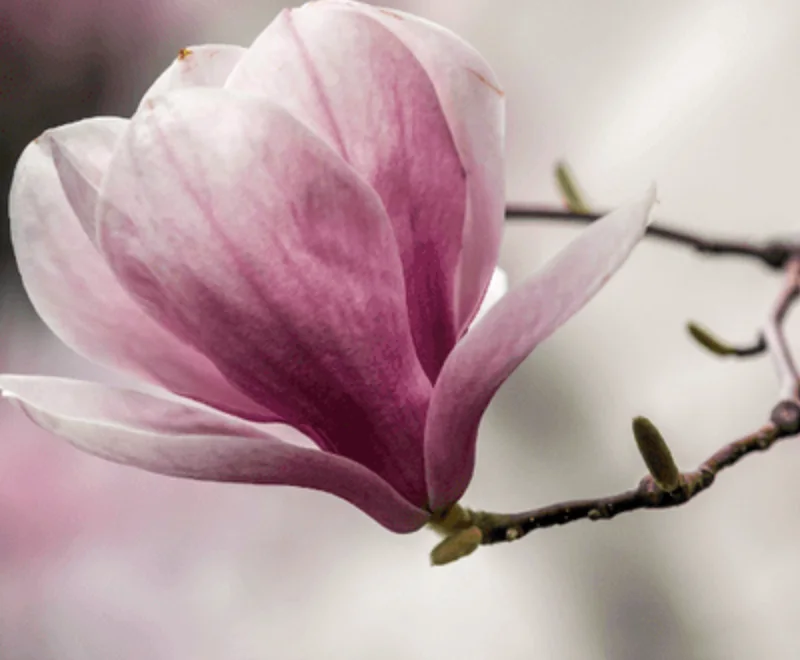 Un fiore di magnolia rosa appena sbocciato su un ramo