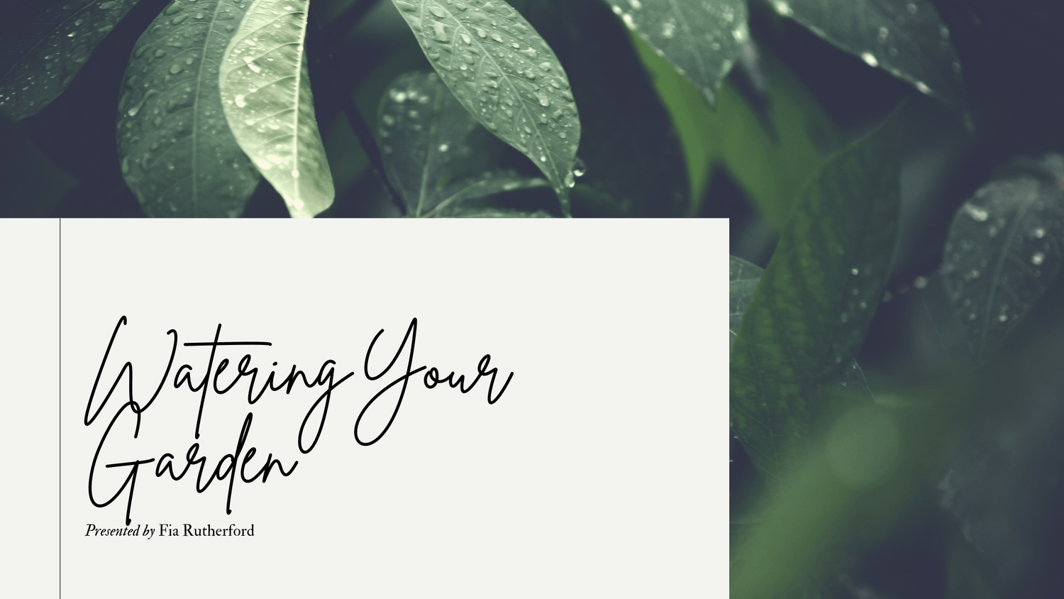 Watering your garden plants