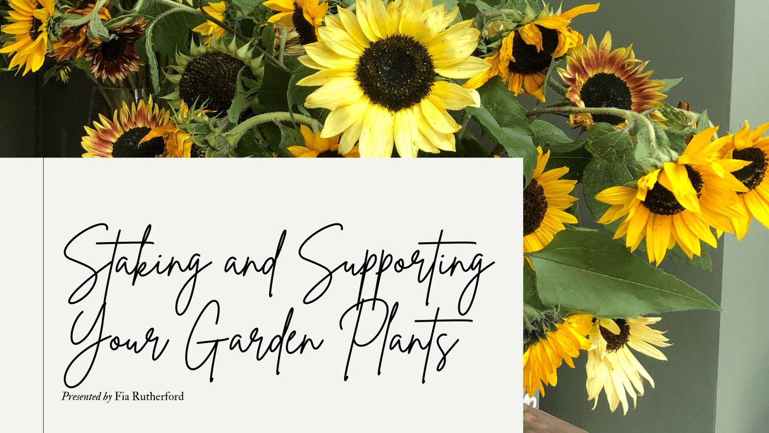 staking and supporting your garden plants