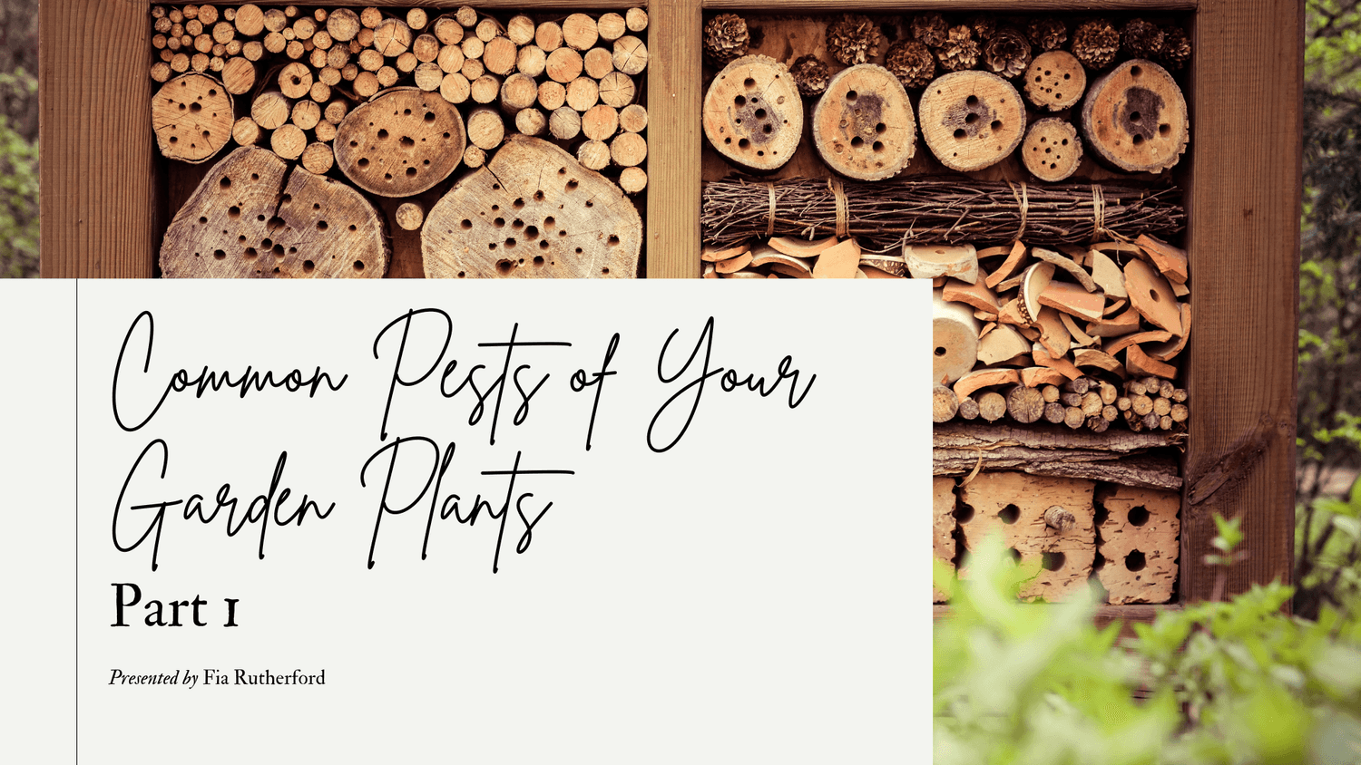 common pests of your garden plants