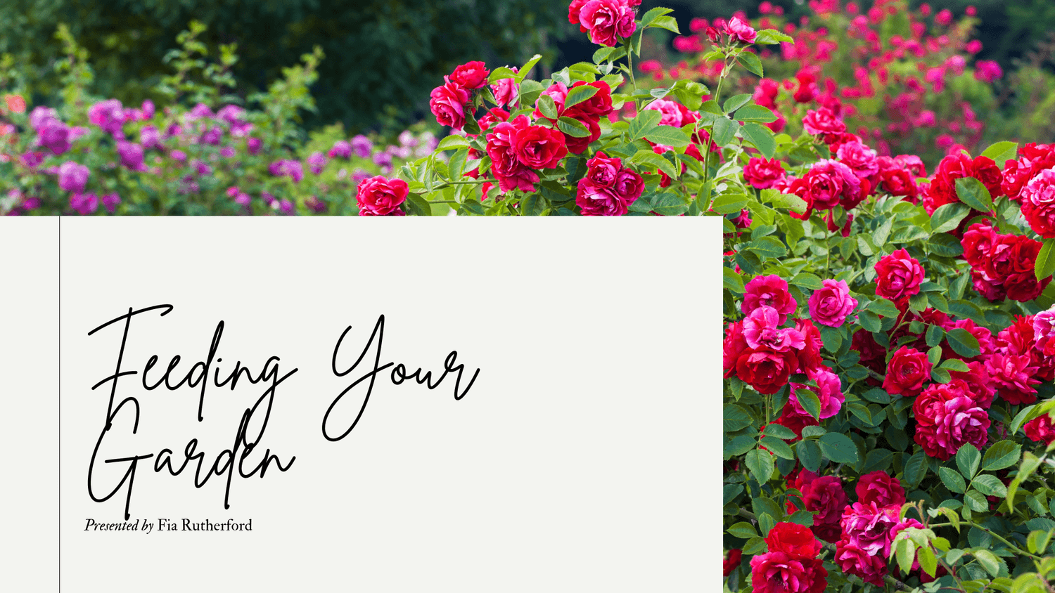 feeding your garden plants 