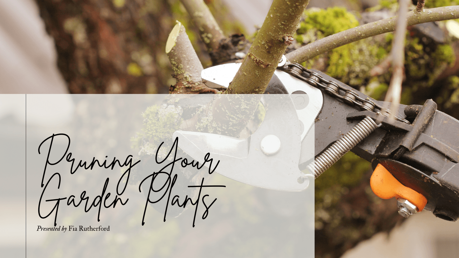 pruning your garden plants - shrubs, trees, roses, climbers