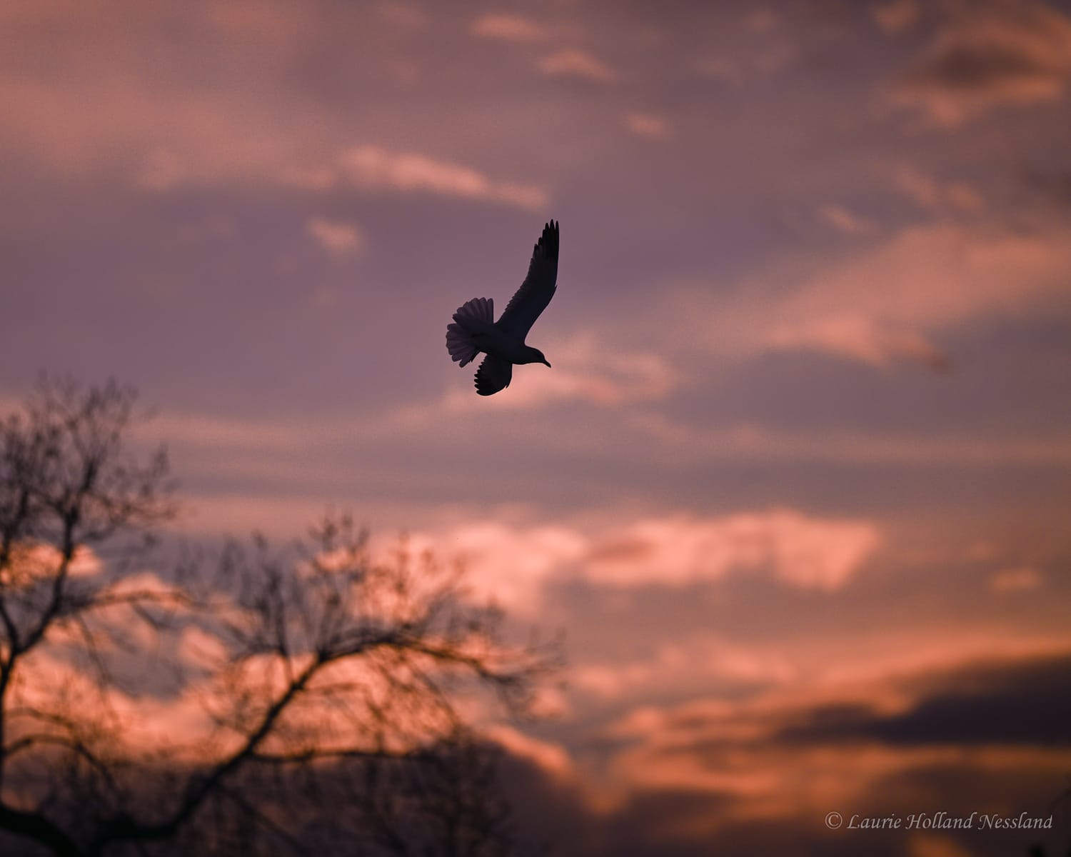 Bird silhouette against a glowing sunset sky, by Laurie Holland Nessland