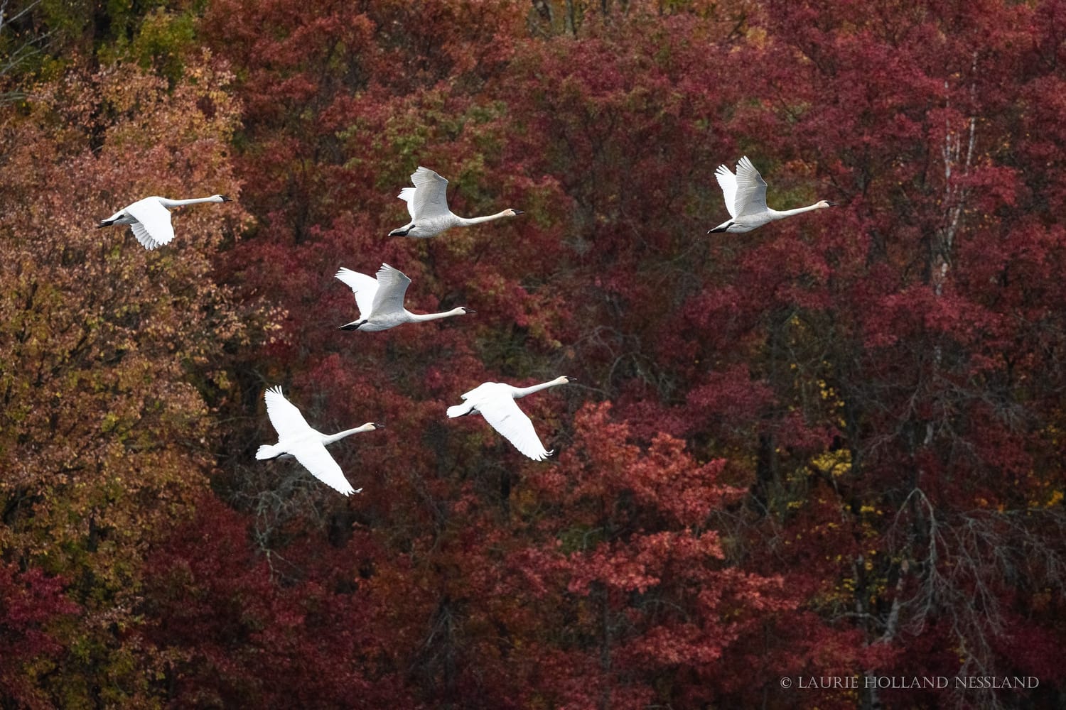 Trumpeter swans flying together in formation against autumn foliage, by Laurie Holland Nessland