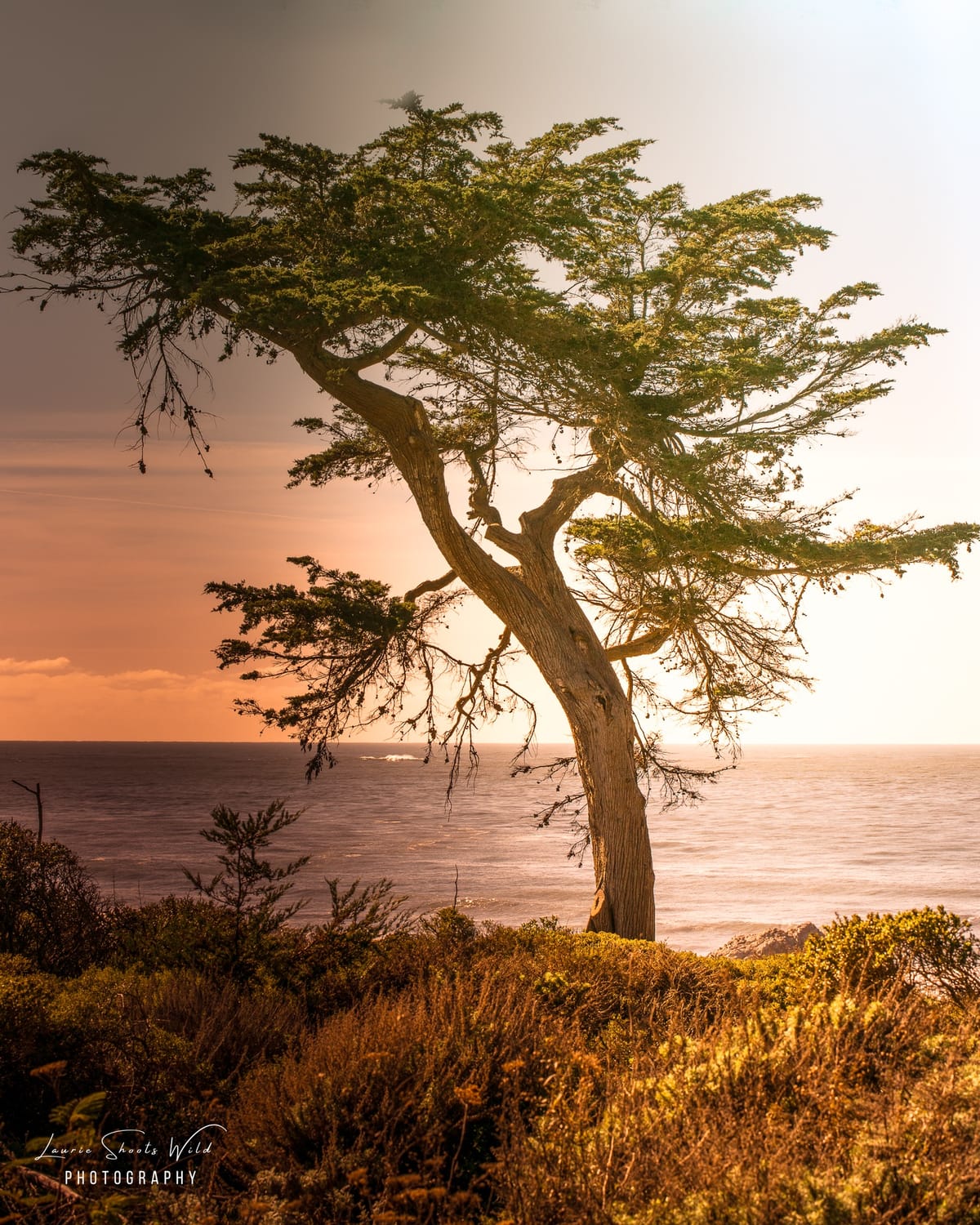 A lone cypress tree overlooking the ocean at golden hour, by Laurie Holland Nessland