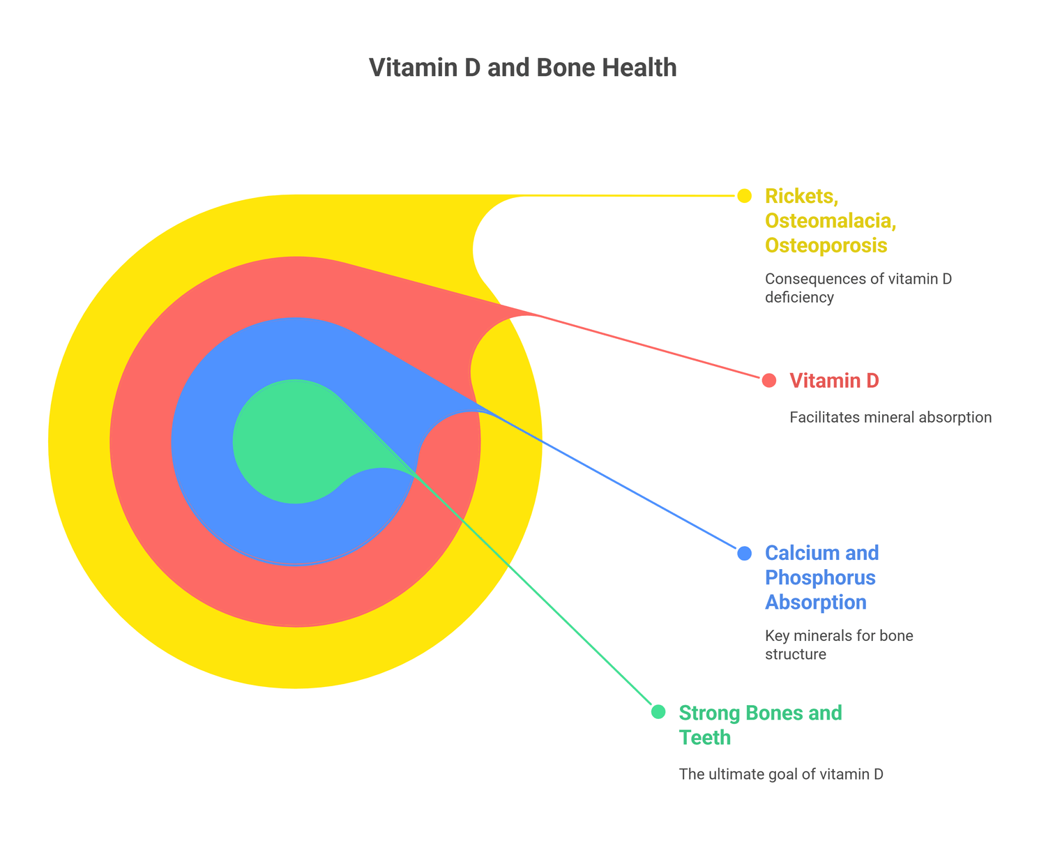 infograph of vitamin D role in Strengthening Bones and Teeth