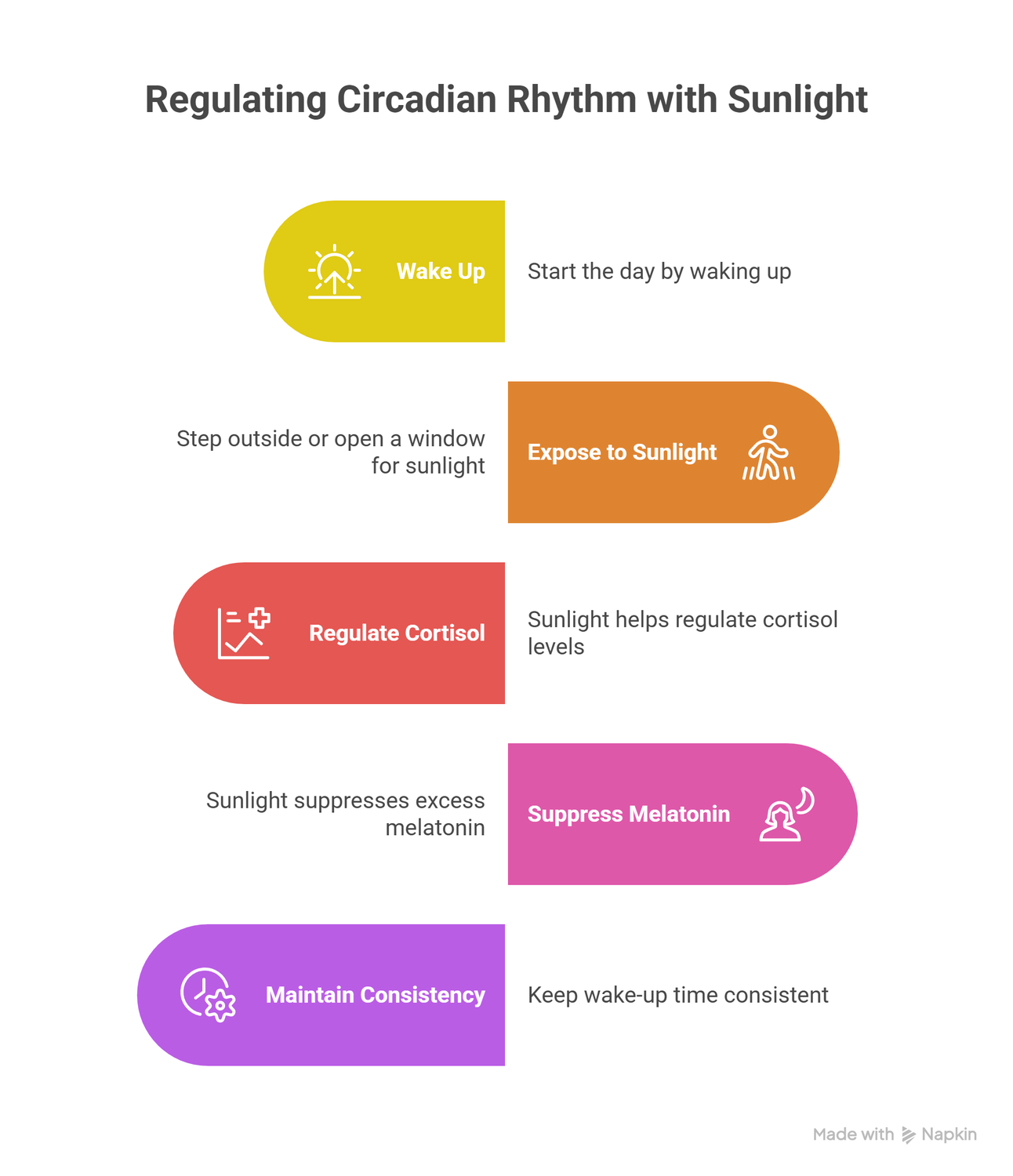 infograph of regulating circadian rhythm with sunlight