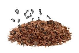 Pygeum Africanum