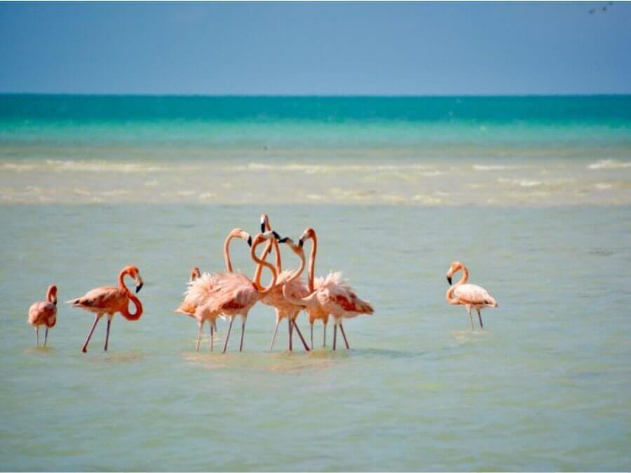 San Crisanto