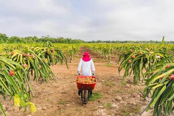 Pitahaya Investments