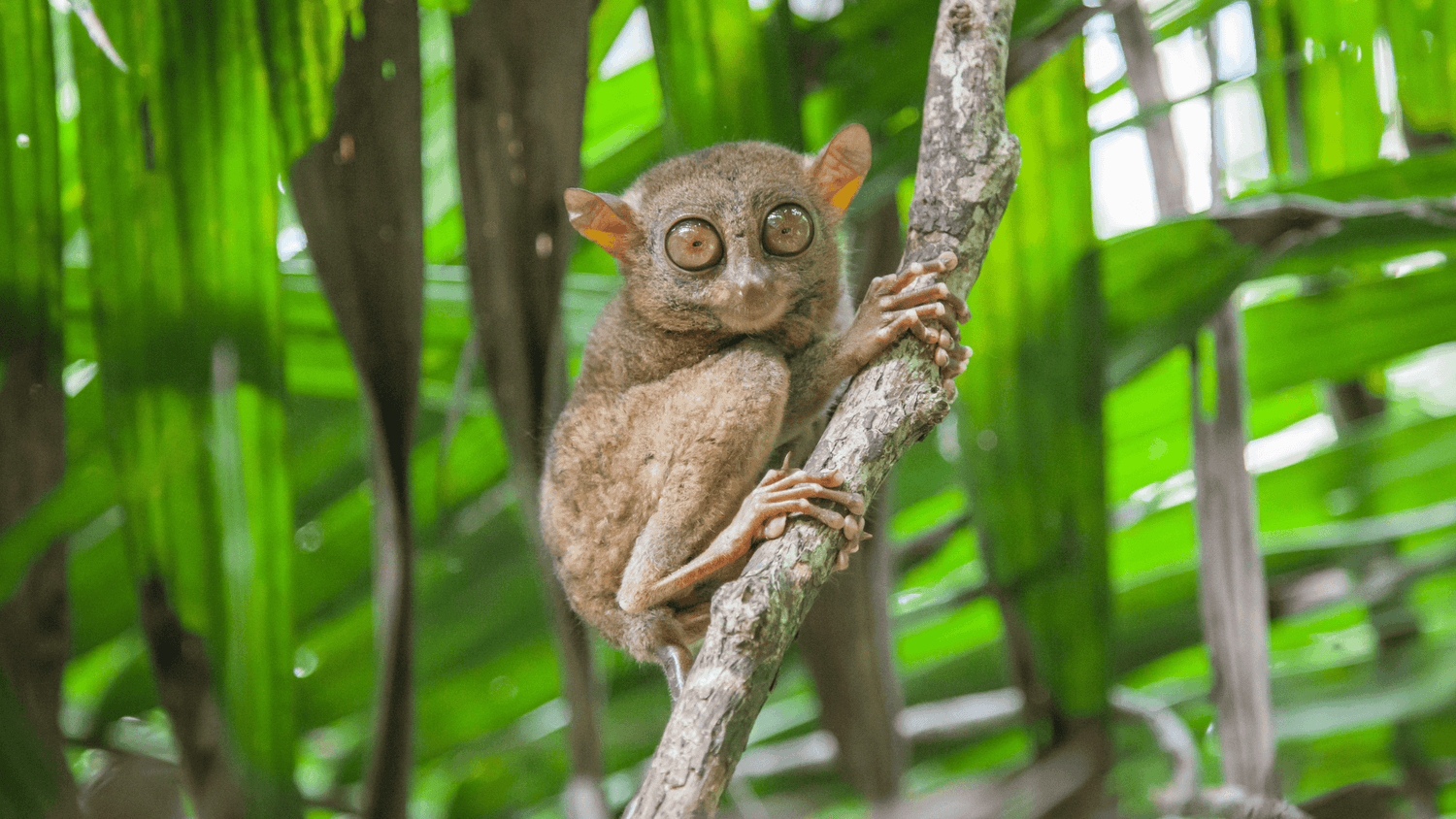 Bohol Tarsier