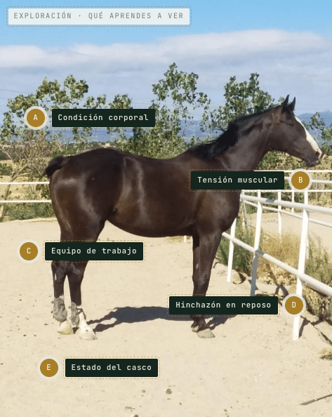 Foto de un caballo de perfil