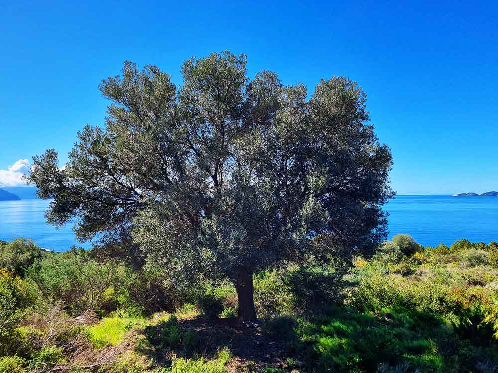 Griechenland Grundstück Lefkada