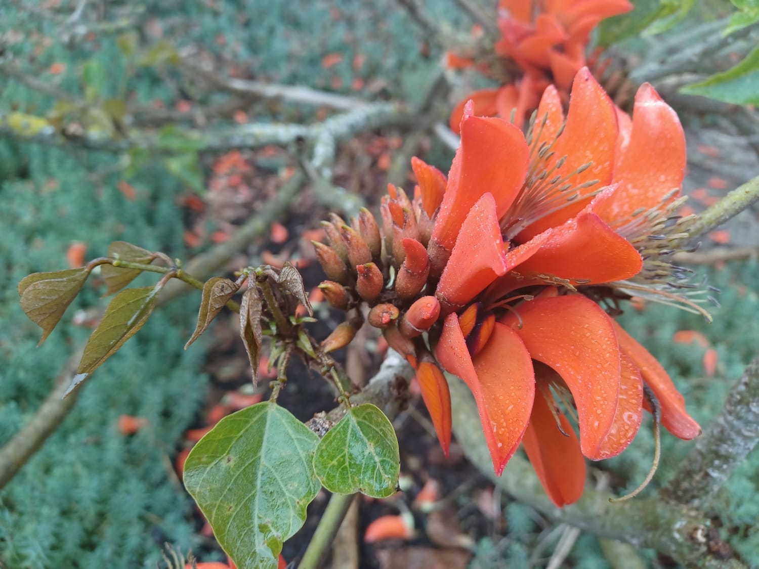 Image of a red flower