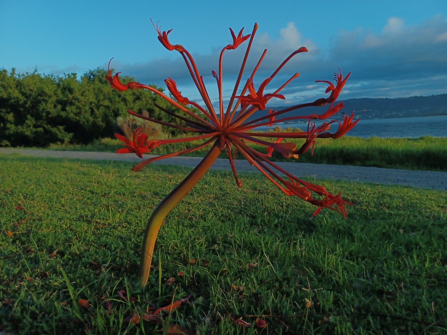 Red flower on Leisure Isle, Knysna