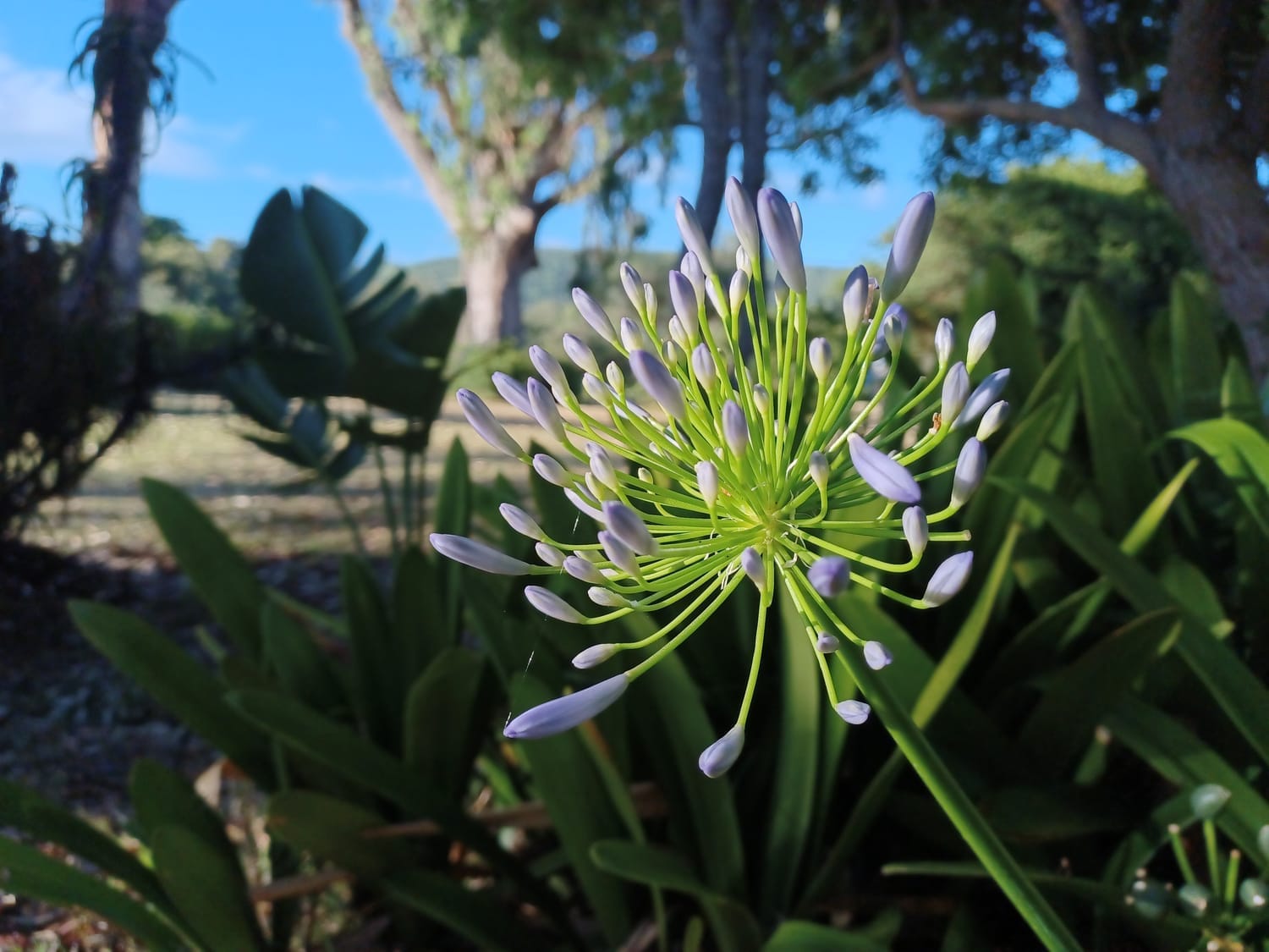 Purple flower in early morning light