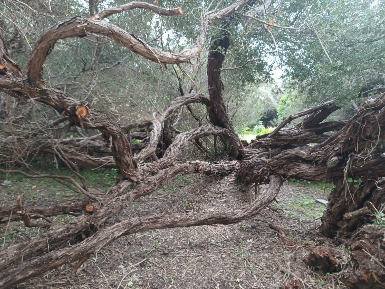 Forest scene on Leisure Isle, Knysna