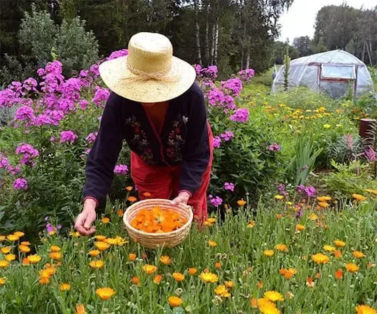 The Self Sufficient Backyard Book