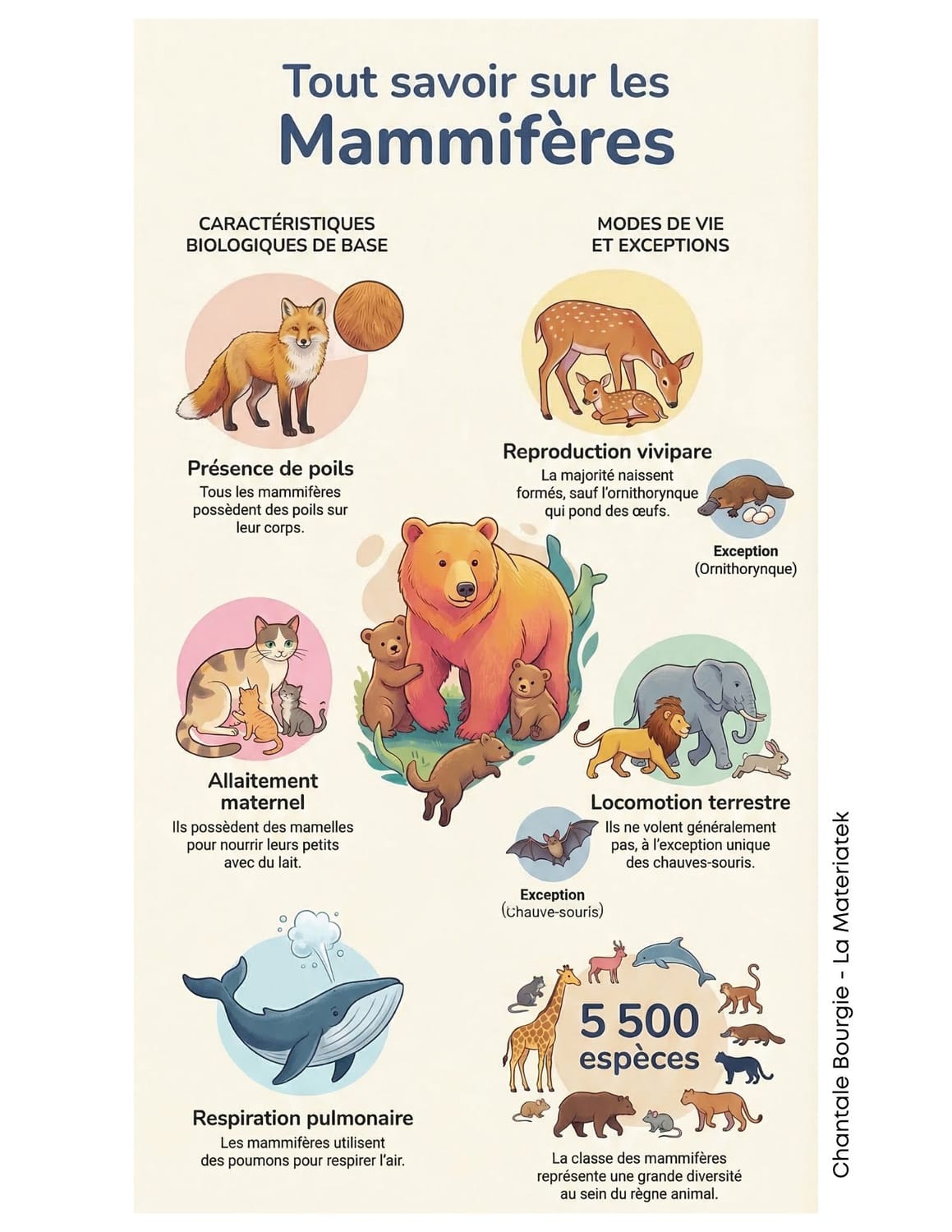 Extrait Mammifères 4