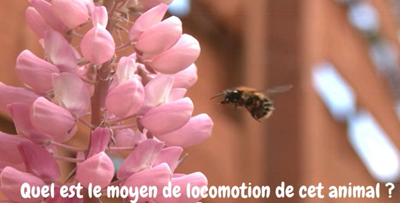 Extrait Pub 8B