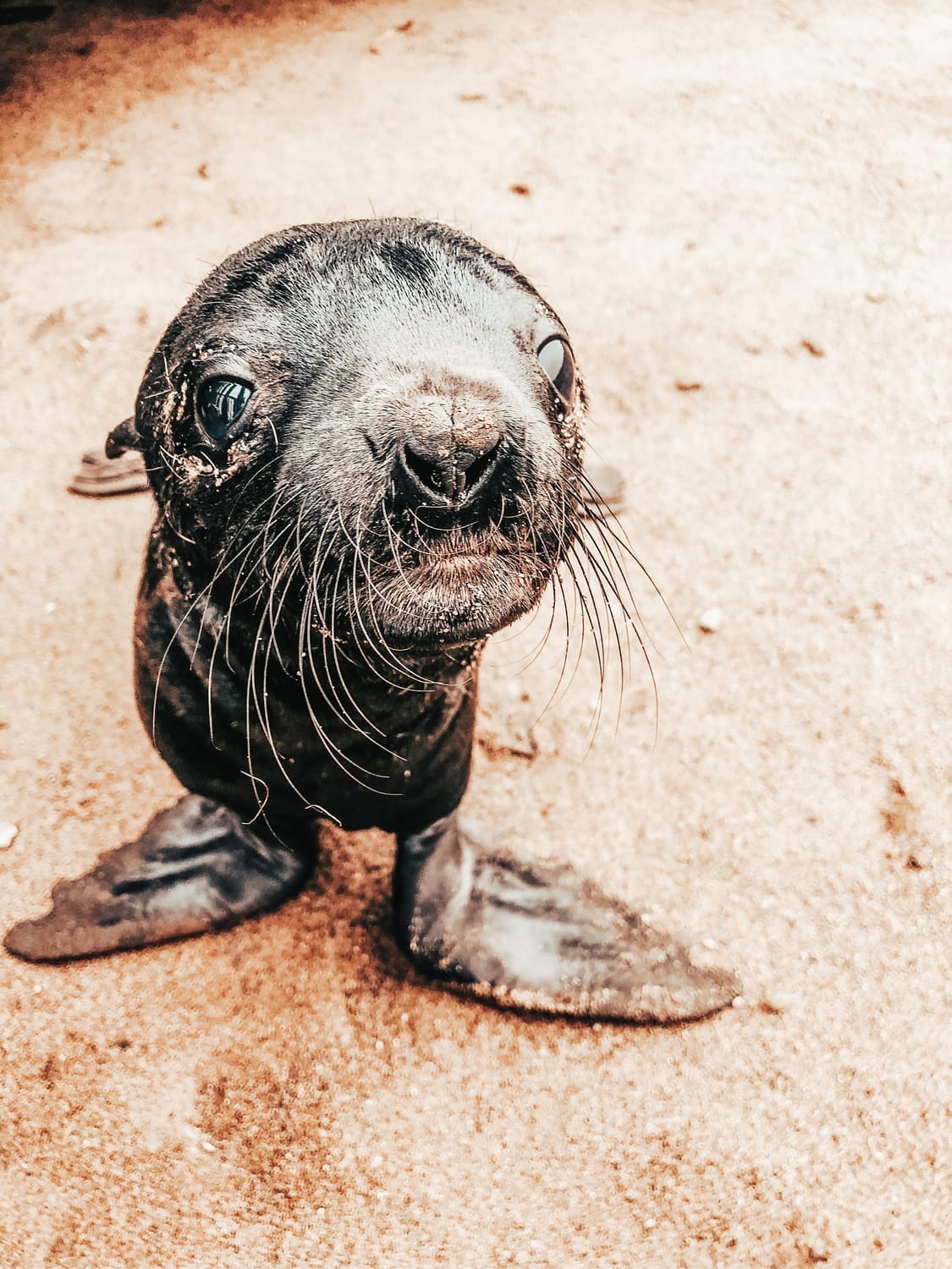 Close-up of a baby seal on the Skeleton Coast of Africa, captured on golden sand—perfect for bespoke travel planning, luxury adventure itineraries, and soulful wildlife experiences designed by a boutique travel consultant.