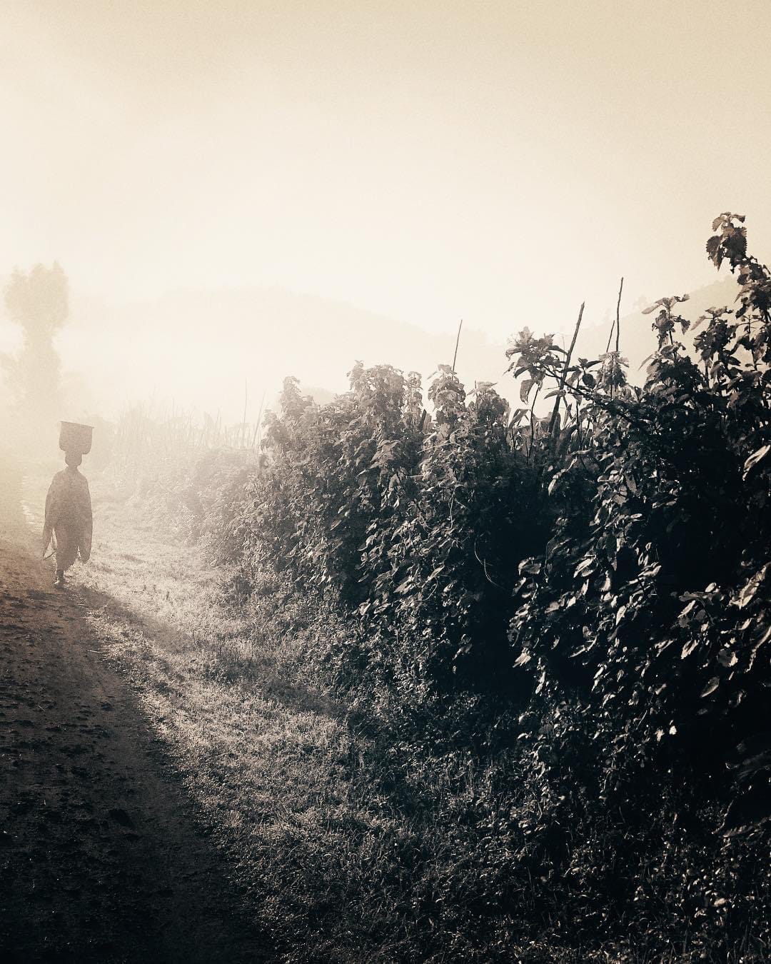 Morning mist in Kisoro, Uganda, with a local woman walking along a rural path—capturing the essence of soulful travel, bespoke cultural journeys, and immersive experiences curated by a boutique travel planner.