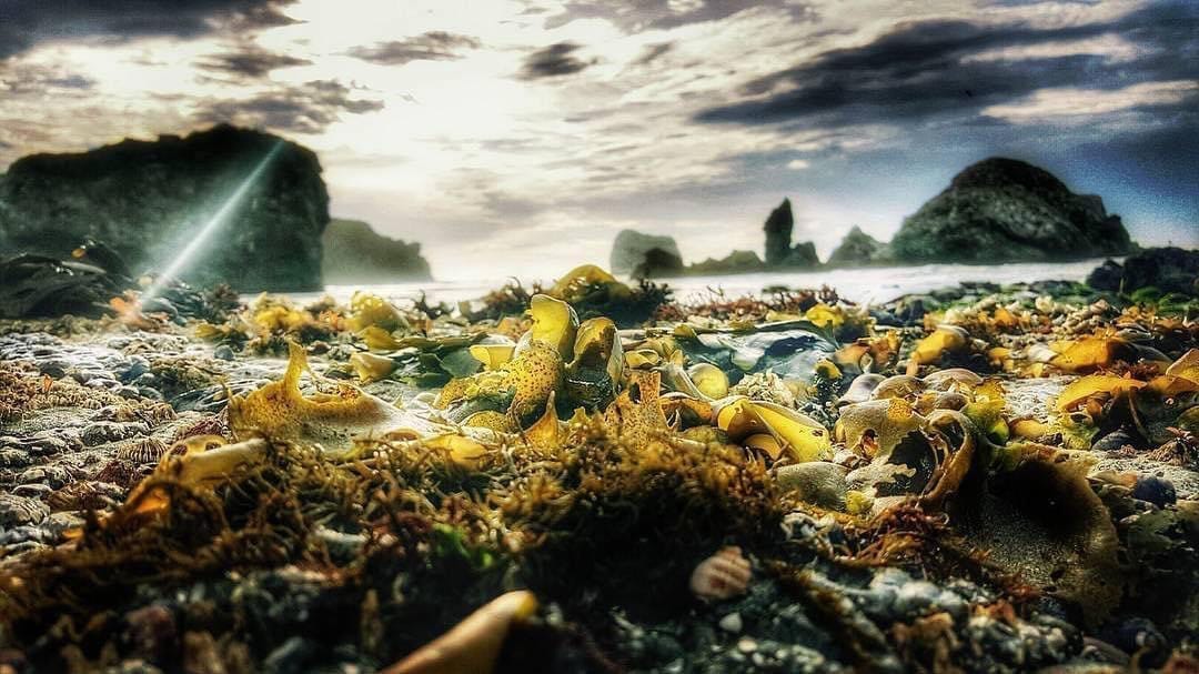 Rocky shoreline and tidepools along Big Sur, California, with seaweed, cliffs, and ocean waves under a dramatic sky—ideal for bespoke coastal itineraries, luxury adventure travel, and soulful journeys curated by a boutique travel planner.