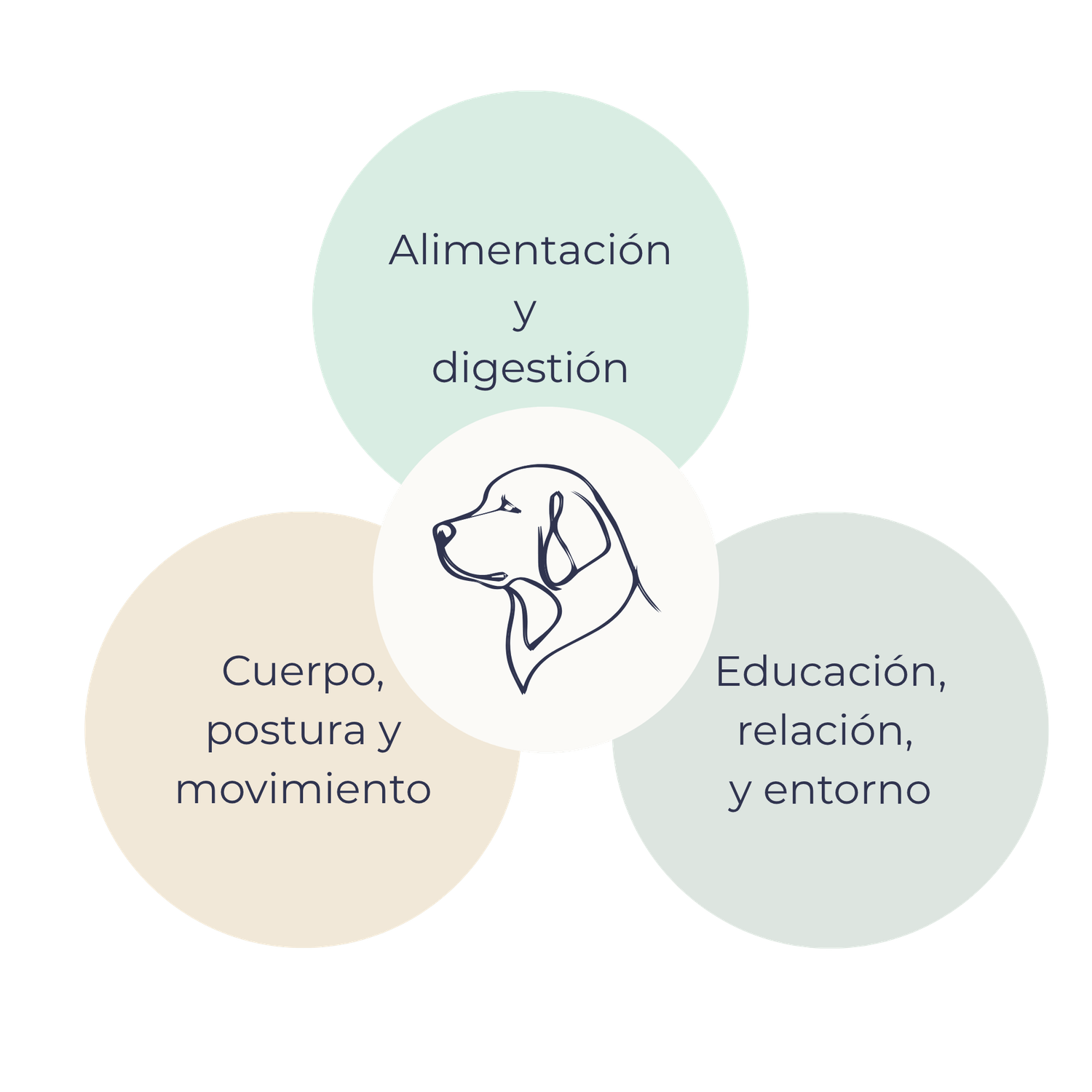 Educación, nutrición y salud física conectadas en el bienestar del perro