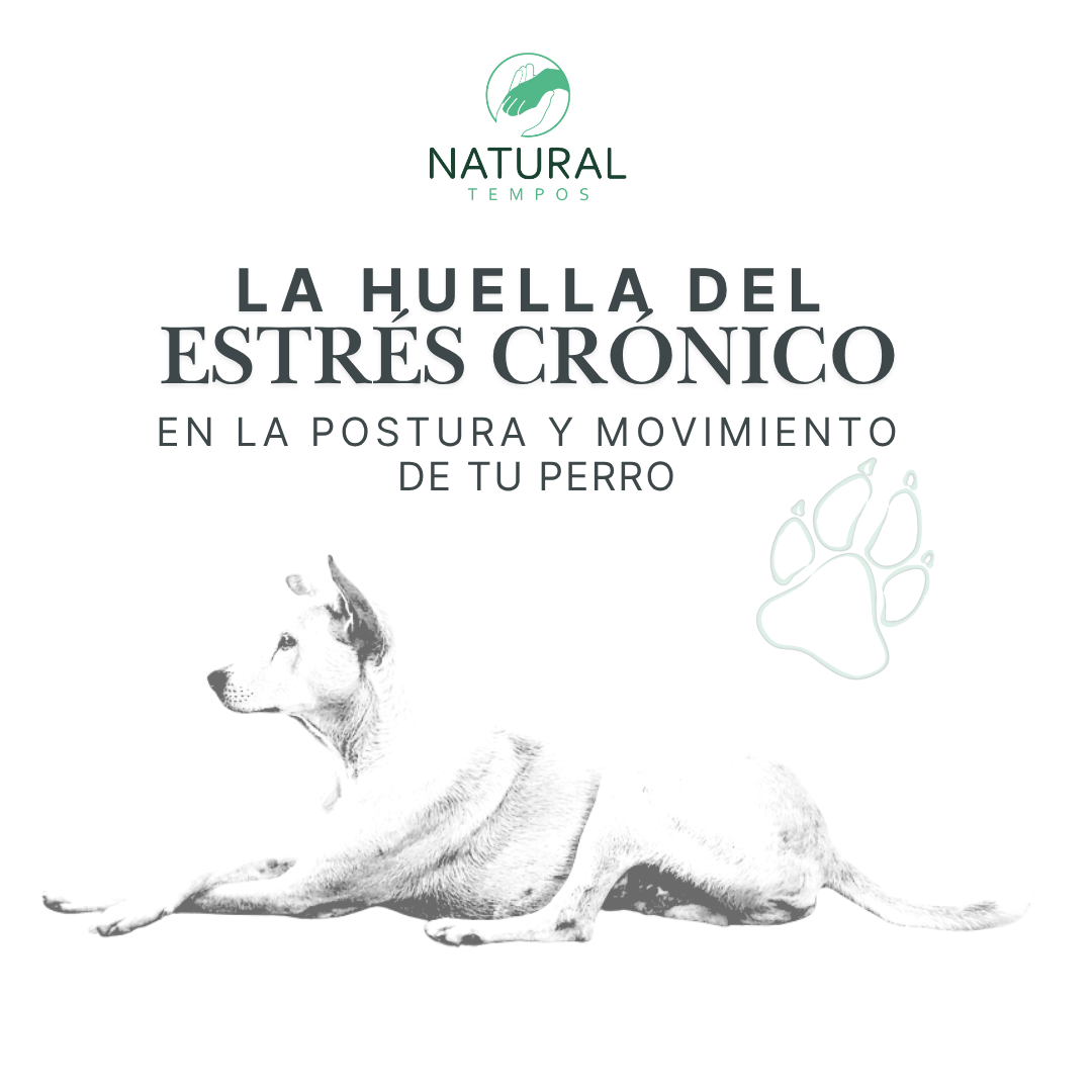 Guía Estrés y Movimiento