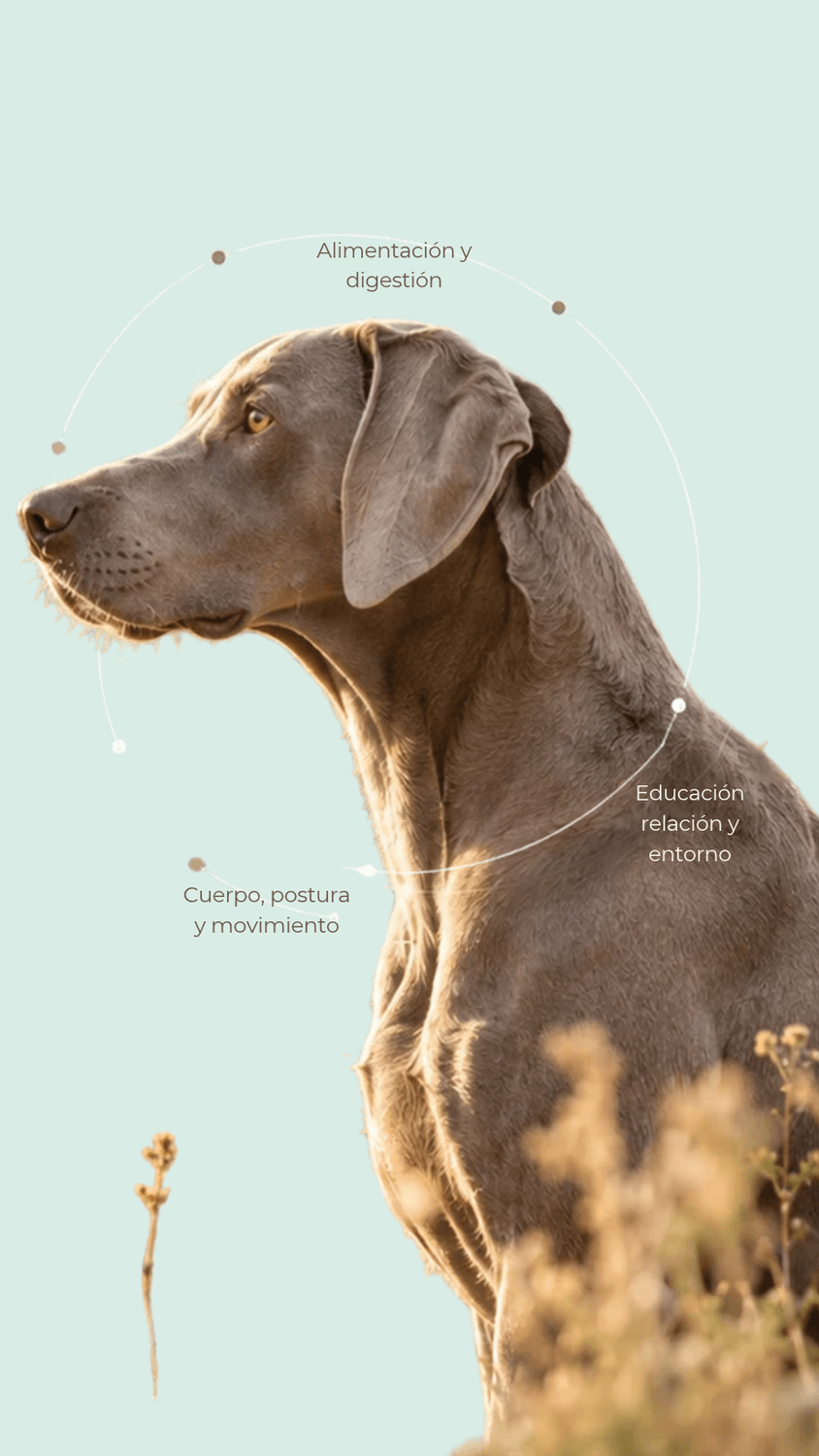 Educación, nutrición y salud física conectadas en el bienestar del perro