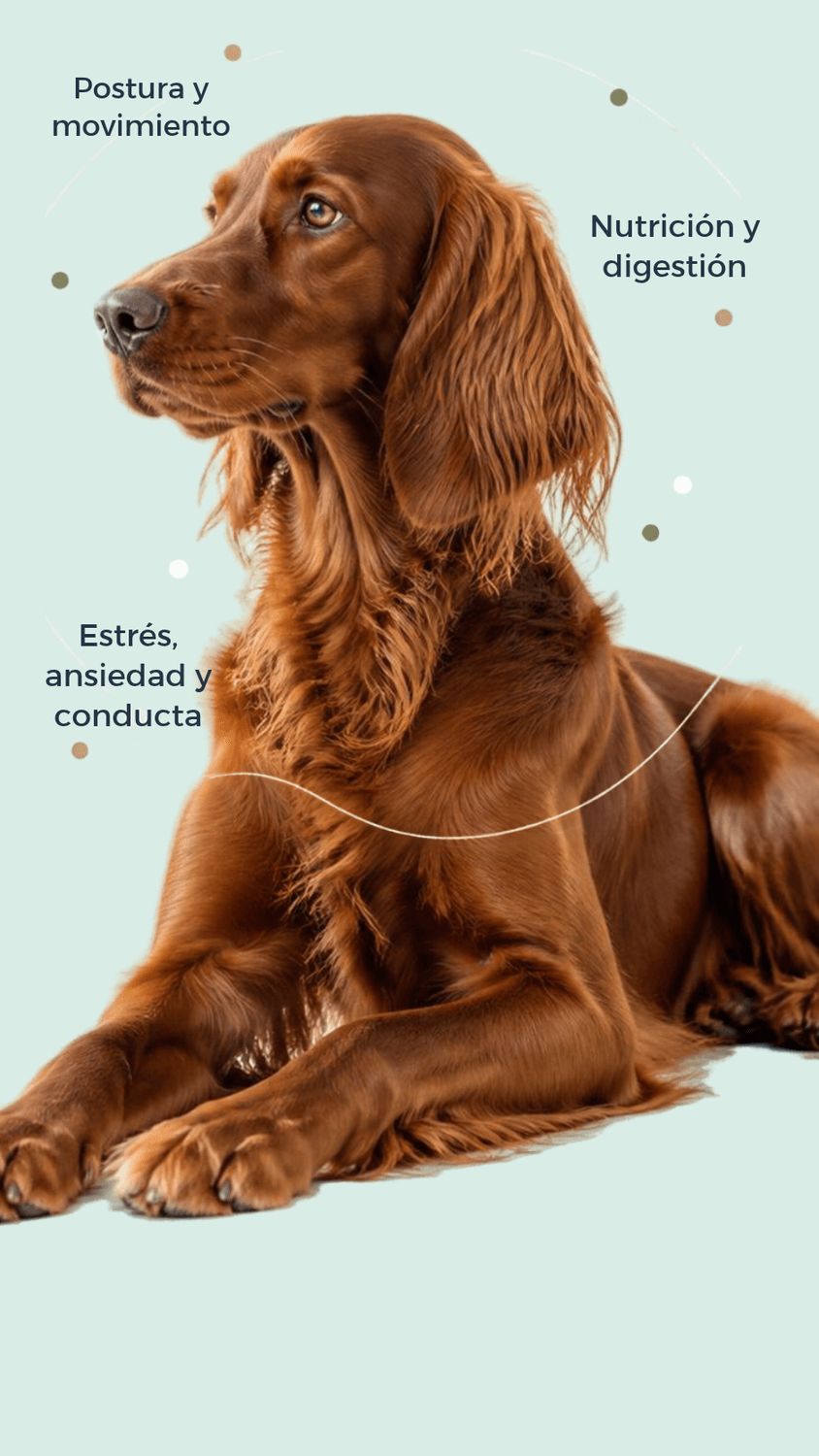 Cursos, guías y libros de Natural Tempos