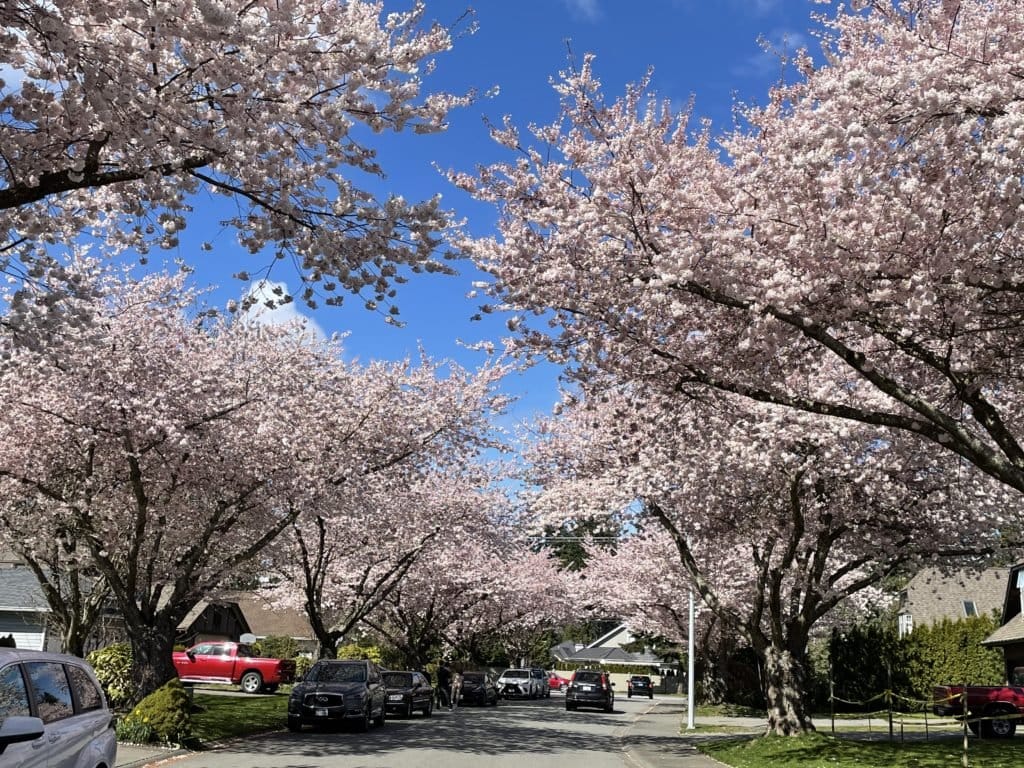 Cherry blossom trees in Sunnyside Park, South Surrey