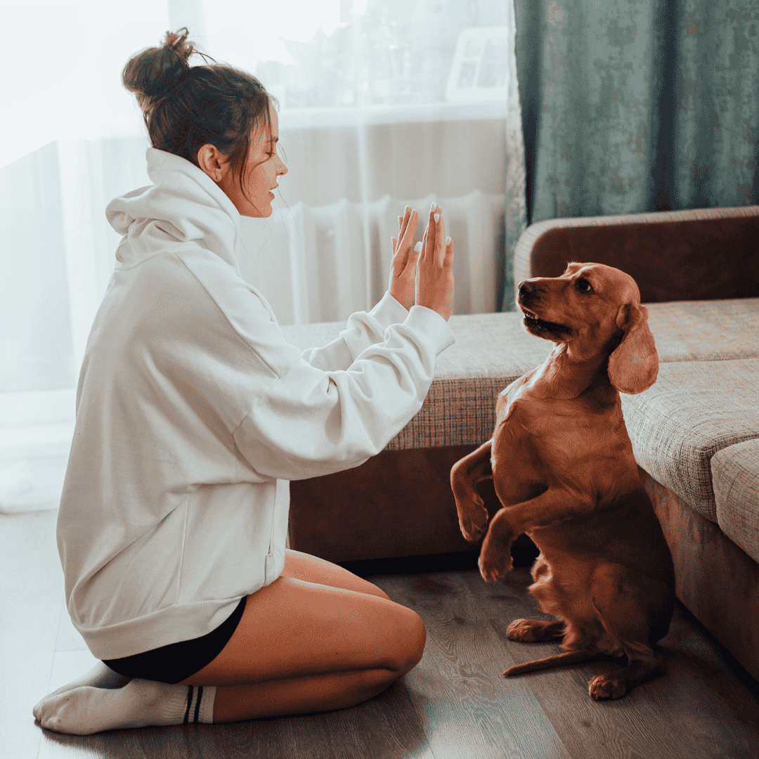 A young woman using positive reinforcement dog training with a calm, reactive dog — building obedience and mental focus through a short training routine at home.