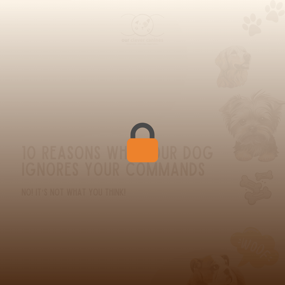 Preview of 10 Reasons Why Your Dog Ignores Your Commands. This guide explains key dog training mistakes such as unclear cues, poor timing, lack of rewards, or emotional stress. Helps dog parents understand disobedience and improve obedience through better communication and consistency.