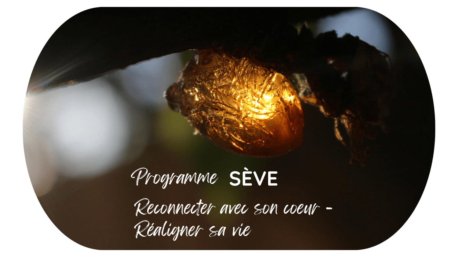 programme seve pleine conscience