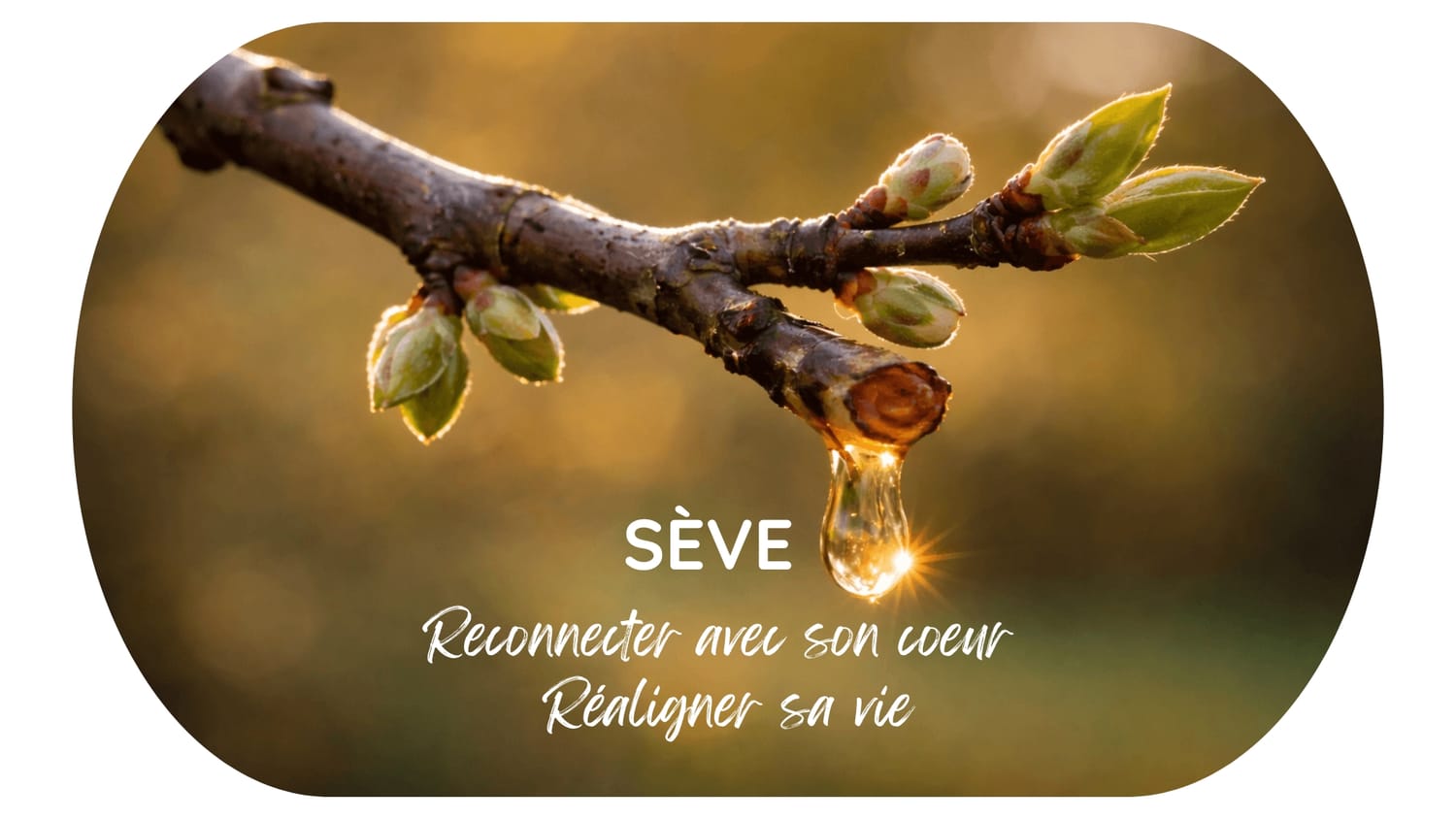 programme seve pleine conscience