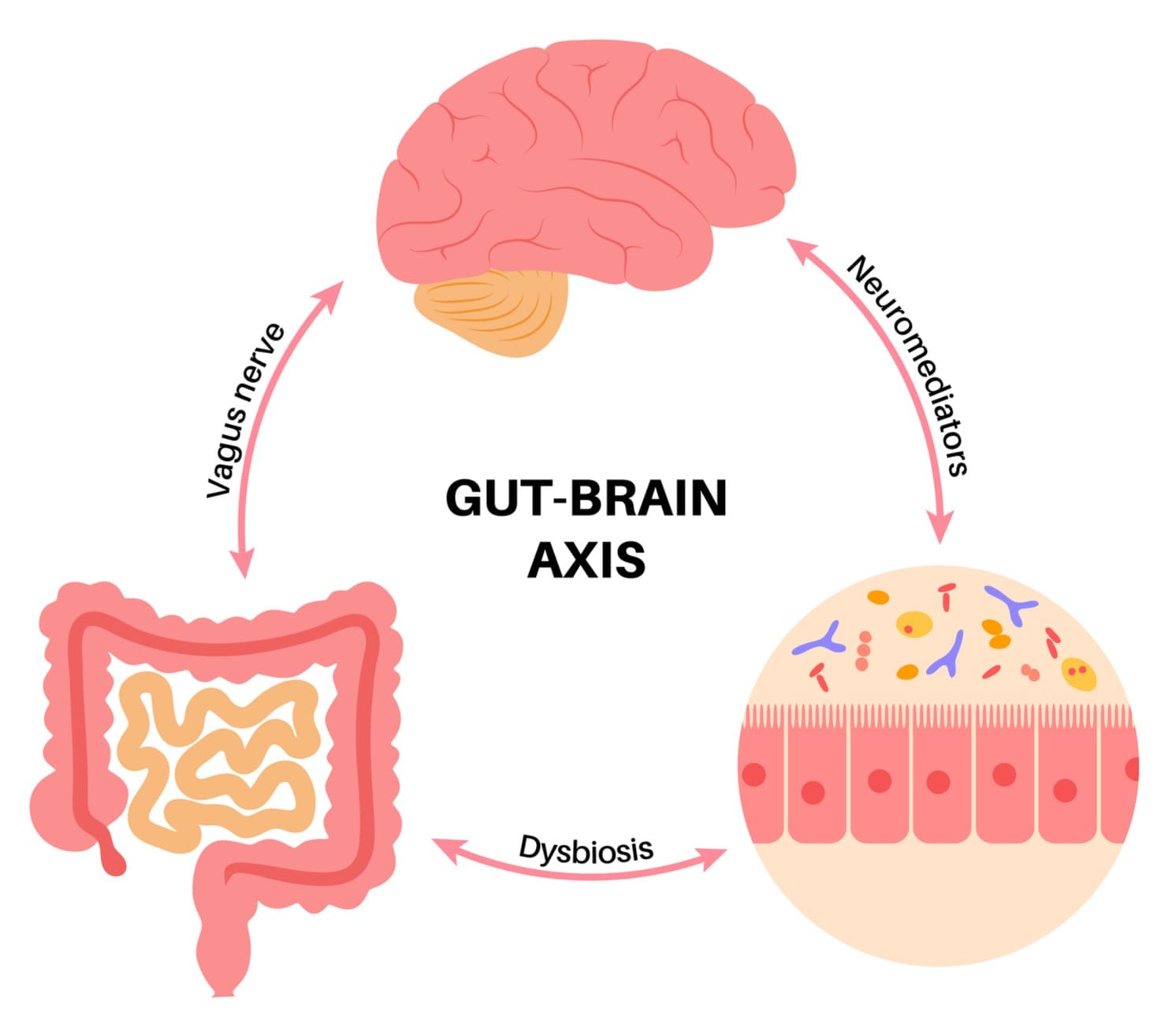 The Gut-Brain Axis. The gut is connected to the brain via the vagus nerve, neurotransmitters and gut microbiome health or dysbiosis