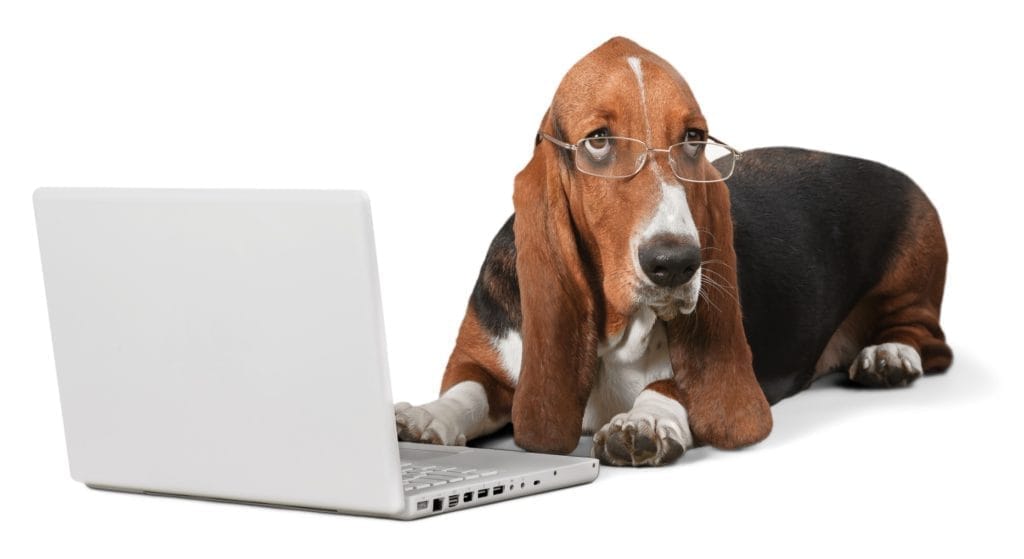 Dog business PLR course — how to run a profitable dog training or pet services business