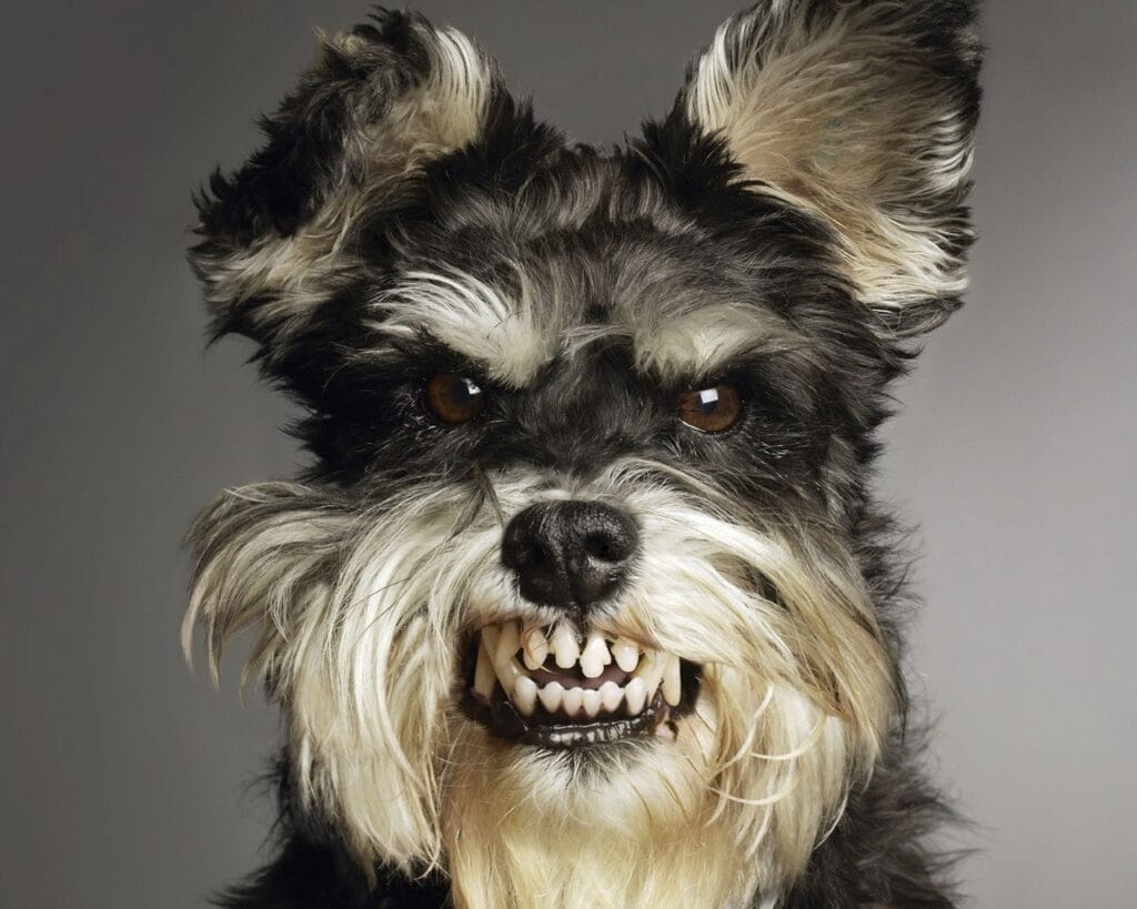 Stop dog barking PLR course — kind, proven training to end barking at door, garden, car and people