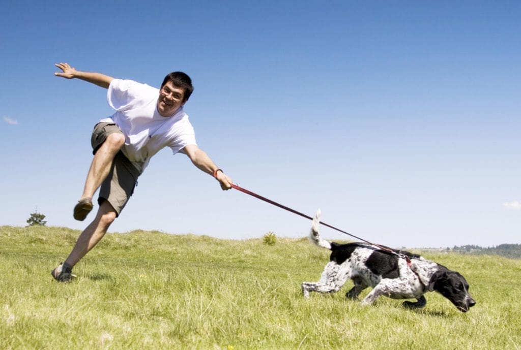 Leash pulling and recall PLR course — simple methods for loose-lead walking and reliable recall