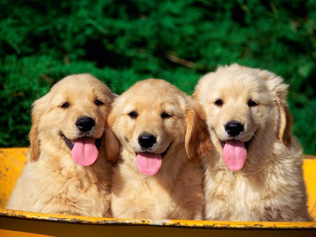 Puppy training PLR course — toilet training, biting, chewing and socialisation made easy