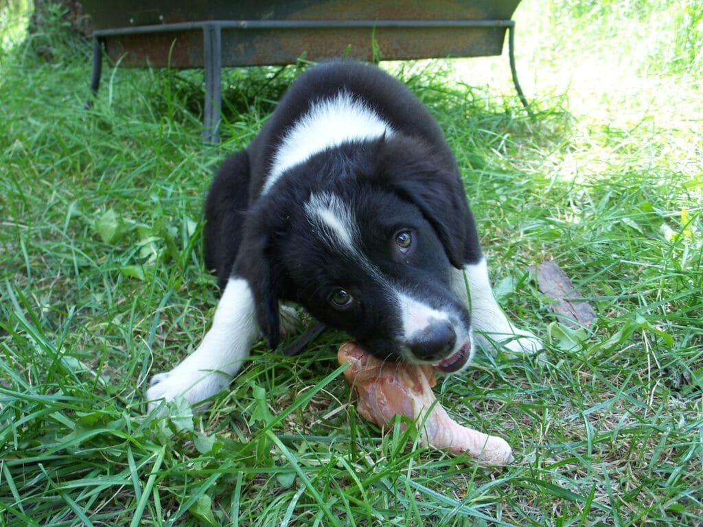 Raw feeding for dogs PLR course — natural balanced diet plans for health, weight and energy