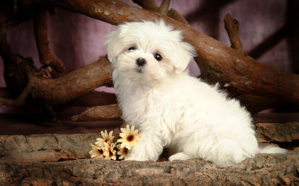 Natural remedies for dogs PLR course — holistic solutions for skin, joints, anxiety and behaviour