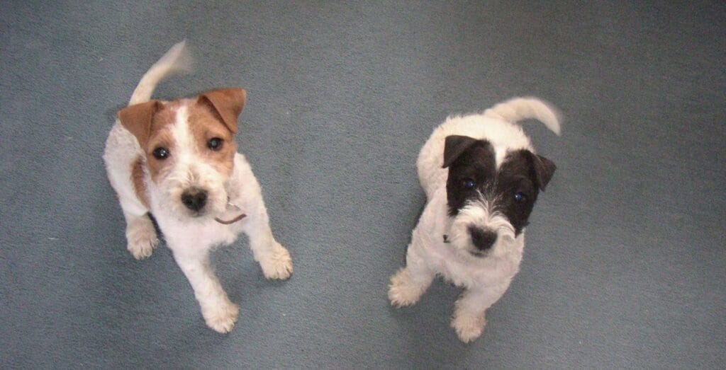 Sharon Bolt’s two Parson Terriers — the dogs that inspired her kind, effective training approach