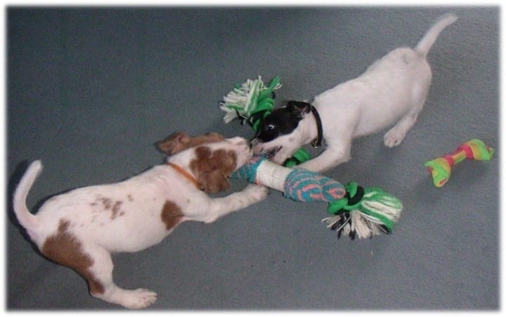 Parson Terriers from Sharon Bolt’s family — foundation of her real-world dog training methods