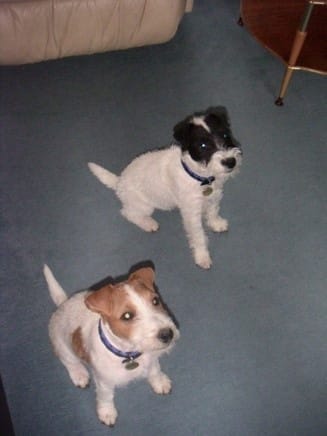 Sharon Bolt’s Parson Terriers — calm, well-balanced dogs after leadership training
